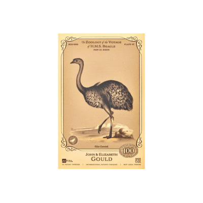 John i Elizabeth Gould Aurum - Kolekcja H.M.S. Beagle
