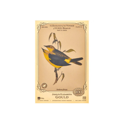 John i Elizabeth Gould Aurum - Kolekcja H.M.S. Beagle